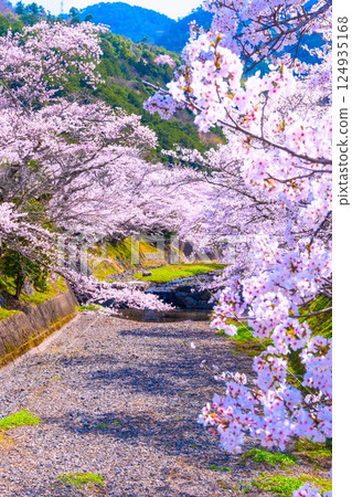 Cherry blossom trees along the Nanatani River in Kyoto 124935168