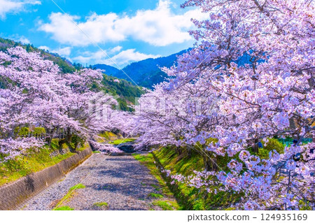 京都七谷川沿岸的櫻花樹 京都七谷川沿岸的櫻花樹 124935169