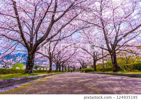 京都笠木路沿線的櫻花樹 124935195