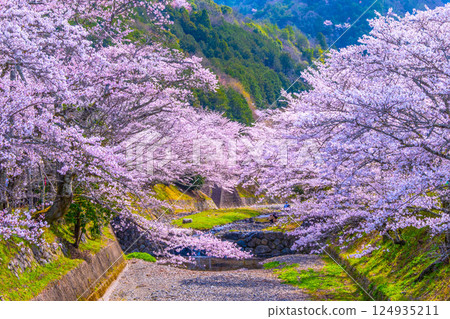 京都七谷川沿岸的櫻花樹 124935211