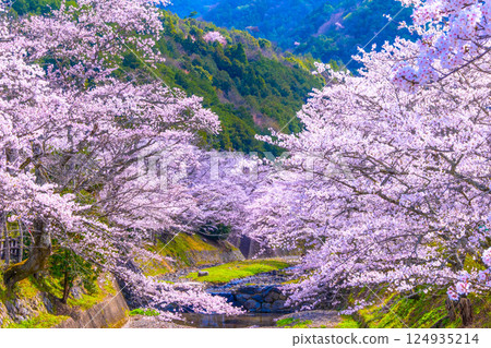 京都七谷川沿岸的櫻花樹 124935214