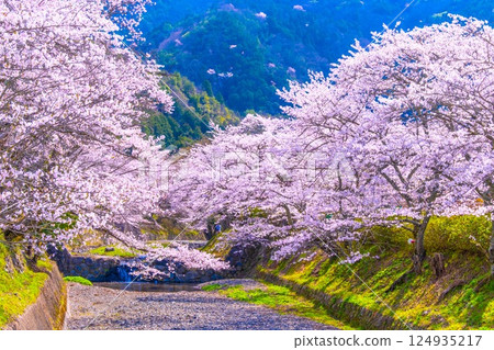 Cherry blossom trees along the Nanatani River in Kyoto 124935217