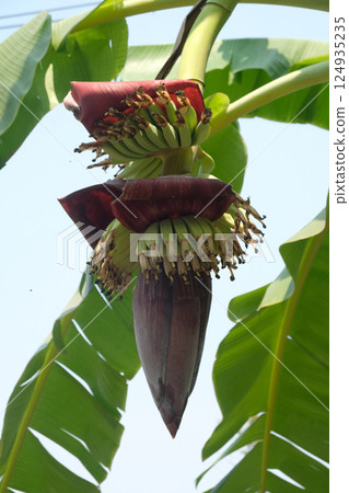 Banana flower healthy vegetable 124935235