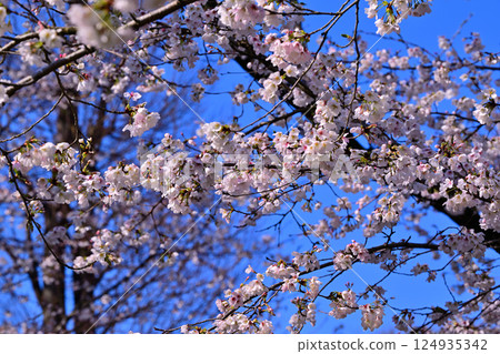 Cherry blossoms in full bloom against a blue sky, Shiroyama Park, Okegawa City 124935342