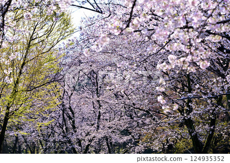 Cherry blossoms in full bloom at Shiroyama Park, Okegawa City 124935352