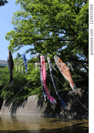 Carp streamers, May, Nishinomiya Shukugawa carp 124935369