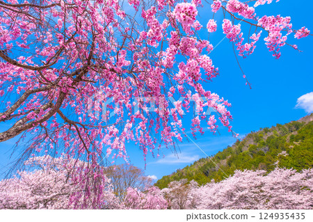 京都七谷川沿岸的櫻花樹 124935435