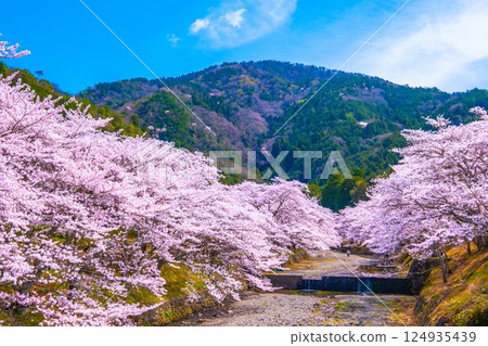 京都七谷川沿岸的櫻花樹 京都七谷川沿岸的櫻花樹 124935439