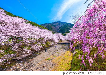 Cherry blossom trees along the Nanatani River in Kyoto Cherry blossom trees along the Nanatani River in Kyoto 124935440
