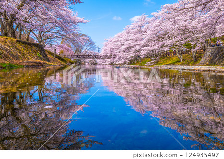 京都七谷川沿岸的櫻花樹 京都七谷川沿岸的櫻花樹 124935497