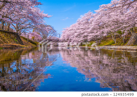 Cherry blossom trees along the Nanatani River in Kyoto 124935499