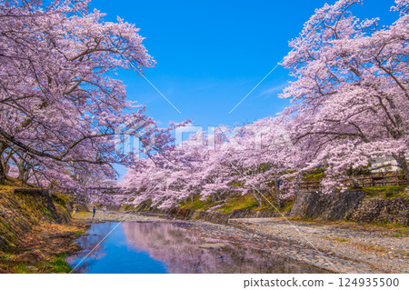 京都七谷川沿岸的櫻花樹 京都七谷川沿岸的櫻花樹 124935500