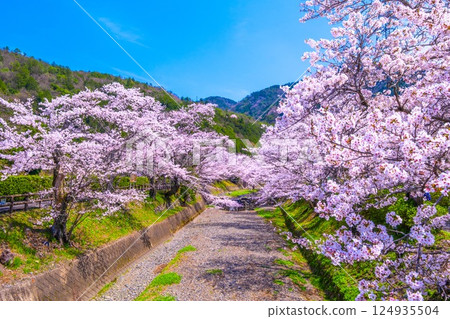 Cherry blossom trees along the Nanatani River in Kyoto Cherry blossom trees along the Nanatani River in Kyoto 124935504