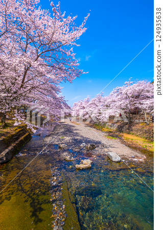 Cherry blossom trees along the Nanatani River in Kyoto 124935638