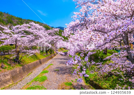 京都七谷川沿岸的櫻花樹 124935639