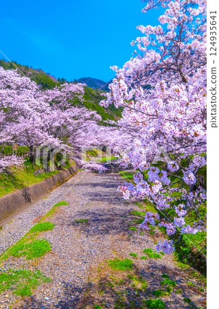 京都七谷川沿岸的櫻花樹 124935641