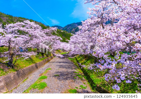 京都七谷川沿岸的櫻花樹 124935645