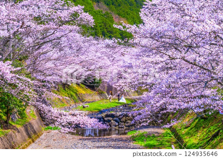 京都七谷川沿岸的櫻花樹 京都七谷川沿岸的櫻花樹 124935646