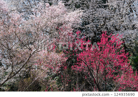 櫻花和桃花 櫻花和桃花 124935690