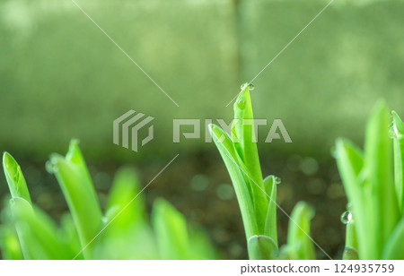 Hosta buds wet with morning dew [Spring] 124935759