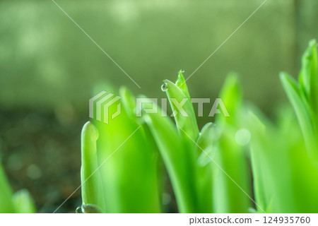 Hosta buds wet with morning dew [Spring] 124935760