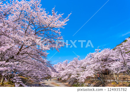 京都七谷川沿岸的櫻花樹 京都七谷川沿岸的櫻花樹 124935782