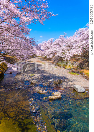 Cherry blossom trees along the Nanatani River in Kyoto Cherry blossom trees along the Nanatani River in Kyoto 124935783