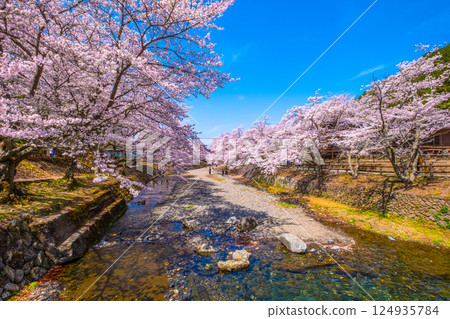 京都七谷川沿岸的櫻花樹 124935784