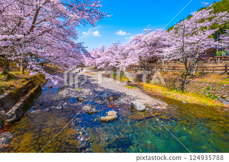 京都七谷川沿岸的櫻花樹 124935788