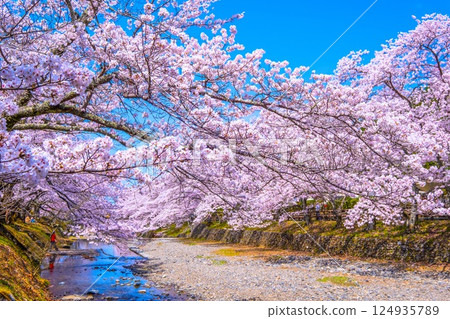 京都七谷川沿岸的櫻花樹 124935789