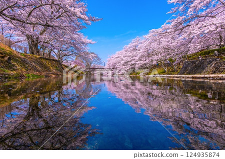 Cherry blossom trees along the Nanatani River in Kyoto Cherry blossom trees along the Nanatani River in Kyoto 124935874