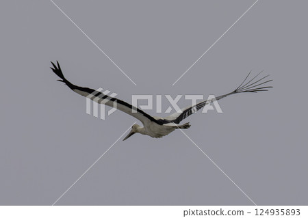 Stork 124935893