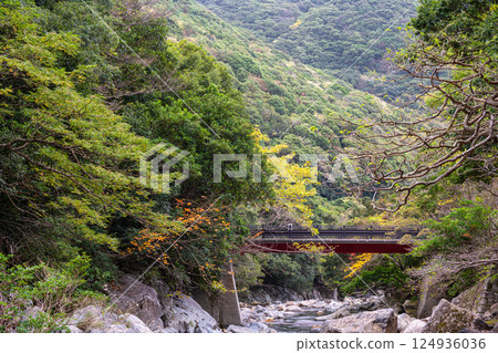 屋久島國立公園大川流域晚秋紅葉(冬季) 屋久島國立公園大川流域晚秋紅葉(冬季) 124936036