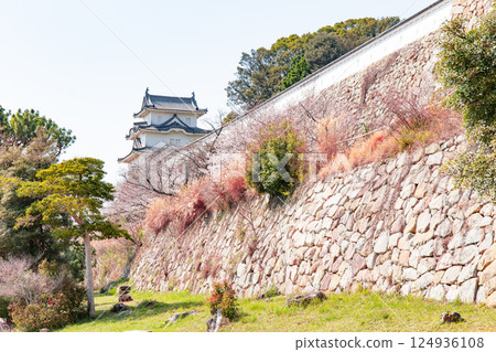 櫻花盛開的兵庫縣明石市明石城 124936108