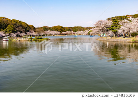 Cherry blossoms in full bloom at Akashi Castle Park Pond in Hyogo Prefecture Cherry blossoms in full bloom at Akashi Castle Park Pond in Hyogo Prefecture 124936109