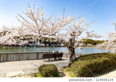 Cherry blossoms in full bloom at Akashi Castle Park Pond in Hyogo Prefecture 124936124