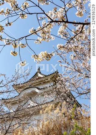 櫻花盛開的兵庫縣明石市明石城 124936129