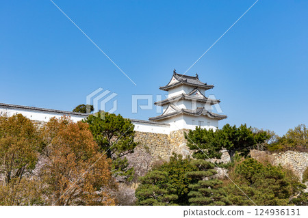 櫻花盛開的兵庫縣明石市明石城 124936131