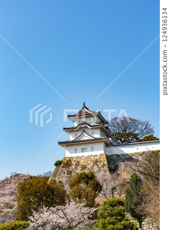 Akashi Castle, Akashi City, Hyogo Prefecture, where the cherry blossoms are in full bloom 124936134