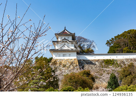 櫻花盛開的兵庫縣明石市明石城 124936135