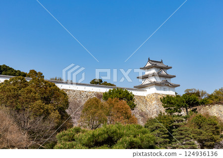 櫻花盛開的兵庫縣明石市明石城 124936136