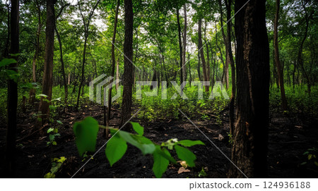 once thriving forest now reduced to wasteland, showing signs of recovery once thriving forest now reduced to wasteland, showing signs of recovery 124936188