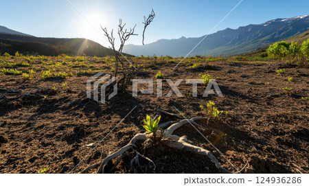 barren landscape with lone plant and mountains in background 124936286