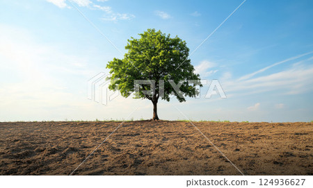 lone tree standing in barren field under clear blue sky lone tree standing in barren field under clear blue sky 124936627