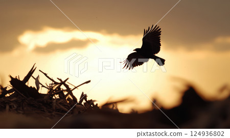 lone bird flying over destroyed landscape at sunset, symbolizing resilience 124936802