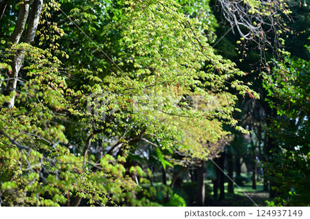 桶川市城山公園的楓葉與新綠 桶川市城山公園的楓葉與新綠 124937149