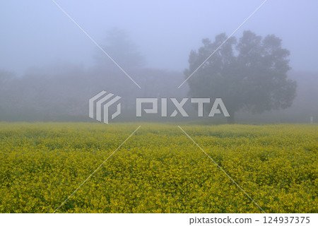 埼玉縣權現堂櫻花堤岸,晨霧繚繞 埼玉縣權現堂櫻花堤岸,晨霧繚繞 124937375