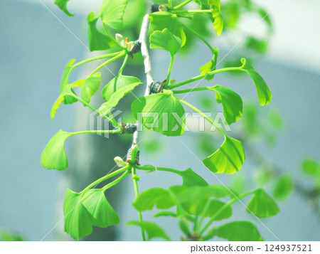 green ginkgo leaves green ginkgo leaves 124937521