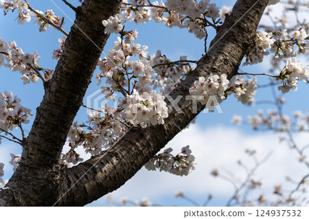 Cherry tree in full bloom  124937532