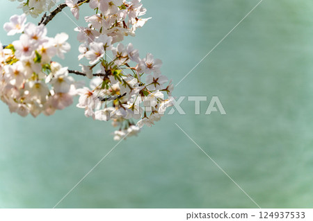 Cherry tree in full bloom  124937533
